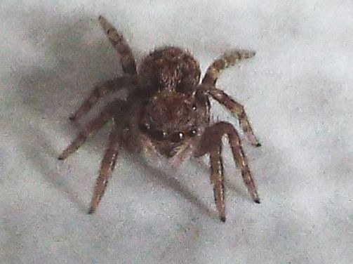 Pseudeuophrys cf. vafra - Milano (MI)